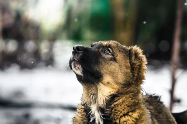 雪を背景にした子犬アラバイ犬の美しい肖像画 — ストック写真