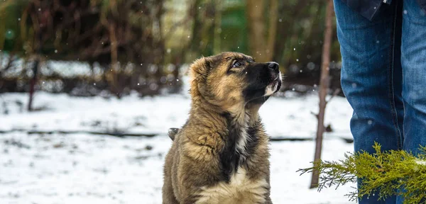 雪の中で手で供給犬,アラバイ子犬,フォトバナー — ストック写真