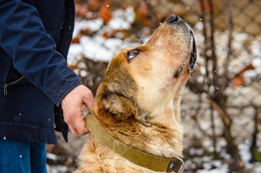 Alabai 'li yetişkin köpek, karlı bir günde, onu tasmasından tutan sahibinin yanında, portresi.