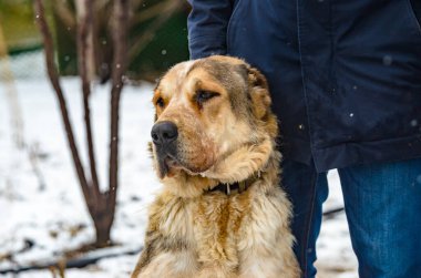 Alabai yetişkin köpeği, sahibinin yanında karlı bir günde, portre