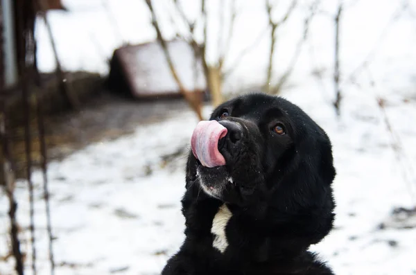 大きなアラバイ犬のクリック、雪の天気中での肖像写真 — ストック写真