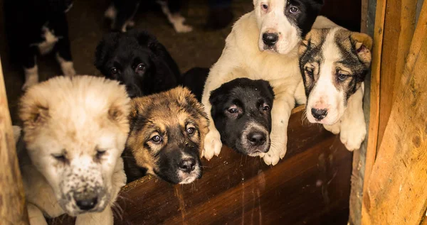 Perrera de perro, fotos calientes con cachorros de alabai en busca de una casa, pancarta — Foto de Stock