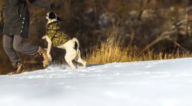 Karlı bir tepede atlayan köpek, Basenji 'nin açık havada çekilmiş resmi.