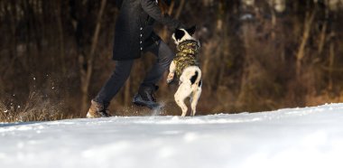 Karlı bir tepede atlayan köpek, Basenji 'nin açık havada çekilmiş resmi.
