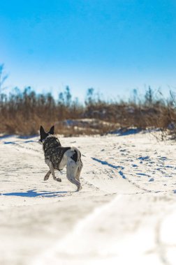 Karlı tepede bir köpek Koşarken ve koşarken, Basenji