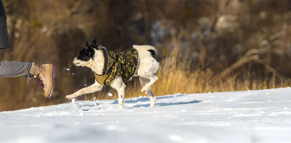 Pes běží za majitelem na zasněženém kopci, prapor foto basenji v přírodě — Stock fotografie