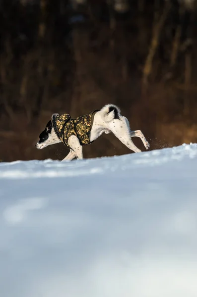 Full length basenji dog runs in the snow on the horizon — Stock Photo, Image