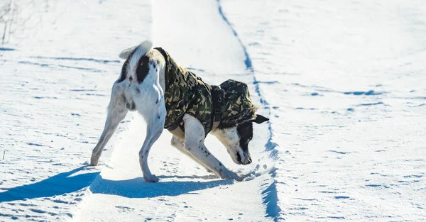 Pies poluje zabawnie w śniegu, zdjęcie w akcji, basenji zimą — Zdjęcie stockowe