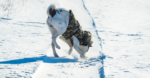 The dog hunts funny in the snow, photo in action, basenji in winter — Stock Photo, Image