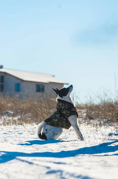 Basenji pes provádí a studuje příkaz k sezení, studie — Stock fotografie