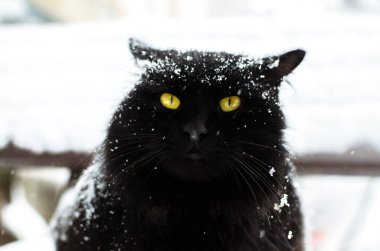 Kara bir kedinin portresi. Kardaki soğuğa ve soğuğa şaşırmış.