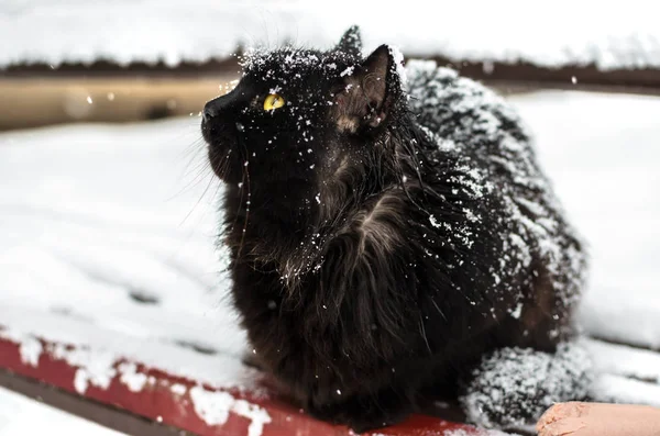 Başıboş ve evsiz bir kedi karda, kar taneleri tepede, bir bankta yemek ile oturuyor. — Stok fotoğraf