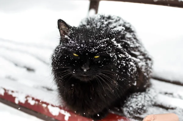 Um gato preto vadio e sem-teto na neve, flocos de neve no topo, sentado em um banco com comida — Fotografia de Stock