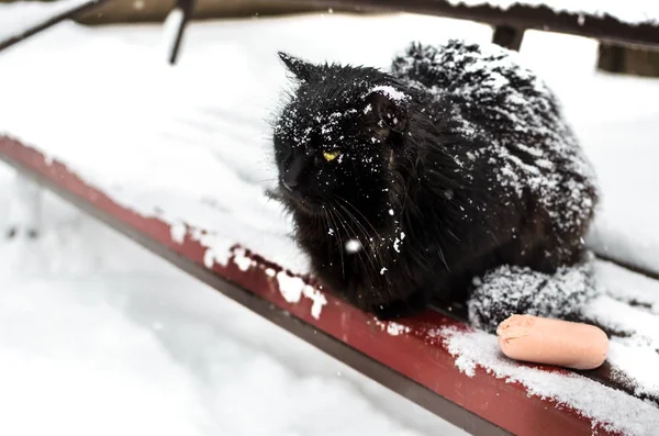 Um gato preto vadio e sem-teto na neve, flocos de neve no topo, sentado em um banco com comida — Fotografia de Stock