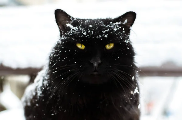 Kara kedi portresi, sokakta soğuk ve buz. — Stok fotoğraf