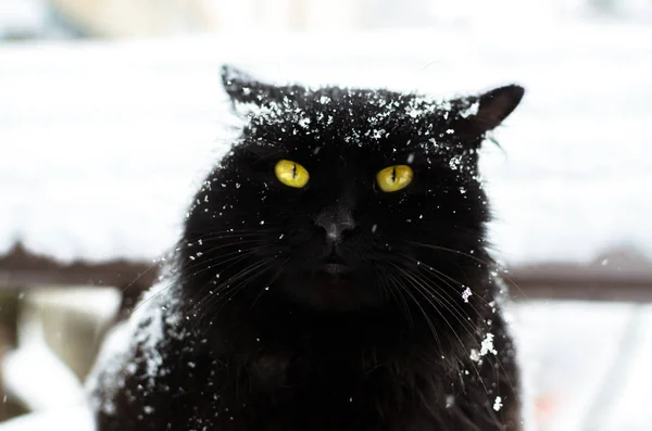 Ritratto di gatto nero sorpreso dal freddo e dal gelo sulla neve — Foto Stock