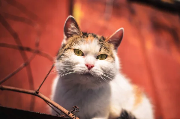 Maman chat caché sur le toit par une journée ensoleillée sur un fond rouge, portrait d'un animal sans abri solitaire — Photo