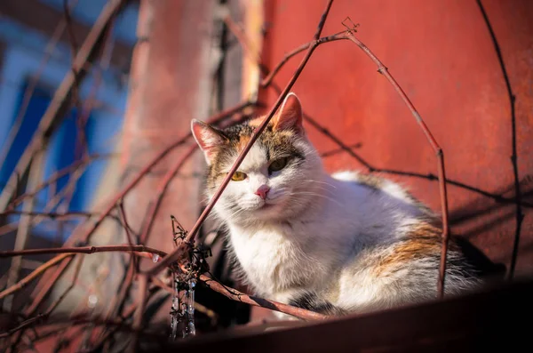 Katzenmama versteckt sich an einem sonnigen Tag auf dem Dach vor rotem Hintergrund, Porträt eines einsamen, obdachlosen Tieres — Stockfoto