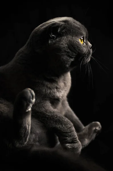 Siyah izole bir zemin üzerinde profilde oturan İskoç kedisi, siluet — Stok fotoğraf