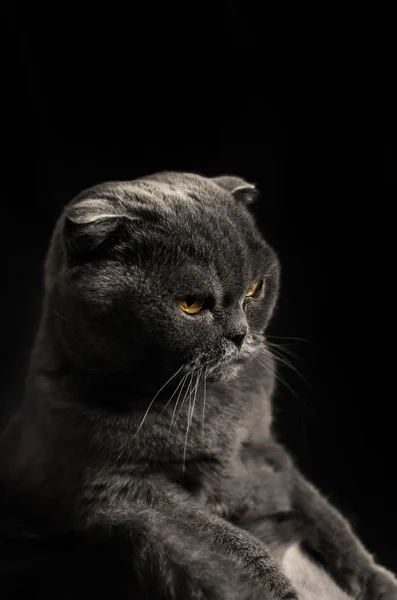 Descontente escocês dobra gato sentado no fundo isolado preto, silhueta — Fotografia de Stock