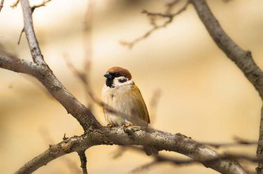 Çıplak bir dalda serçe, büyük boş bir alanda, sıcak renklerde.
