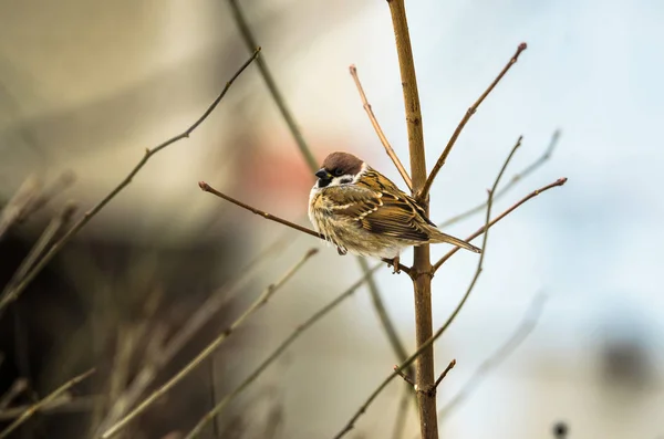 Beautiful little sparrow sitting on a nice soft background with empty space — Stock Photo, Image