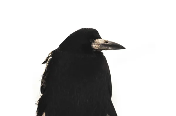 Rook bird in profile on a white isolated background — Stock Photo, Image