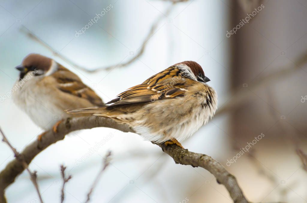 Two sparrow sitting on a bare branch in winter weather