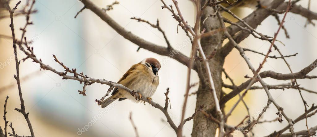 Sparrows among branches on a beautiful bright background, photo in the form of a banner