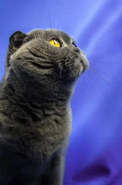 Натхненний шотландський складчастий кіт на ізольованому синьому кольоровому фоні, портрет — стокове фото