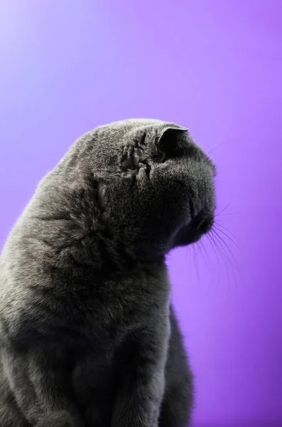 Scottish φορές γάτα σε ένα έγχρωμο απομονωμένο πορφυρό φόντο στο προφίλ — Φωτογραφία Αρχείου