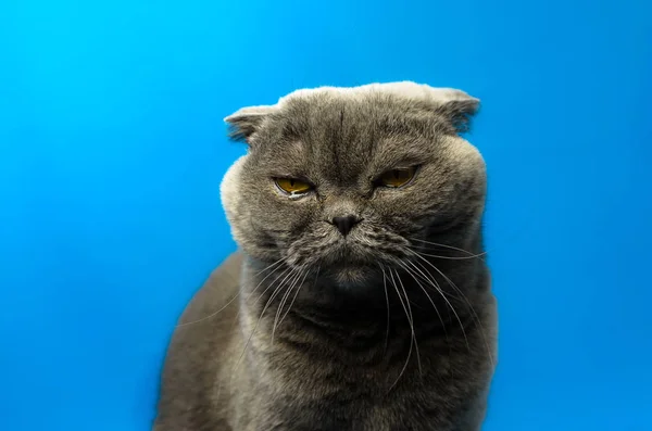 푸른 배경, 닫힌 눈, 초상화, 복사 공간에 있는 스코틀랜드접기 고양이 — 스톡 사진