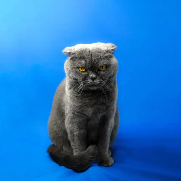 Terrible cool scottish fold cat on isolated colored blue background, full length portrait