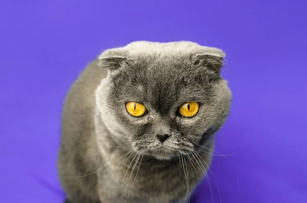 苏格兰折叠猫在孤立的紫色背景视图，肖像画 — 图库照片