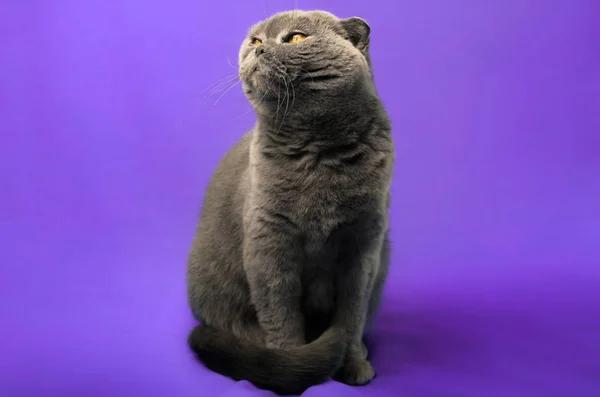 Scottish vika katt på en isolerad färgad lila bakgrund sniffade något, full längd porträtt, kopiera utrymme — Stockfoto