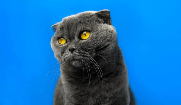 Шотландский складной кот на изолированном цветном синем фоне удивлен, портрет, копировать пространство — стоковое фото