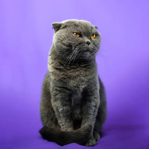 Soddisfatto gatto piega scozzese su isolato sfondo di colore viola, ritratto a figura intera — Foto Stock