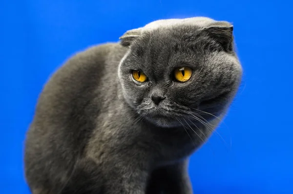 Наляканий шотландський складчастий кіт на ізольованому синьому кольоровому фоні, портрет — стокове фото