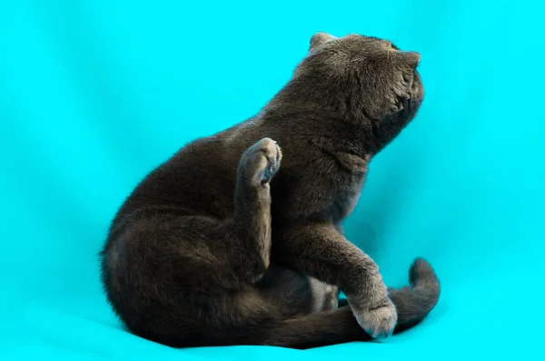 Scottish fold katt tvätta ansiktet på en isolerad färgad turkos foto — Stockfoto