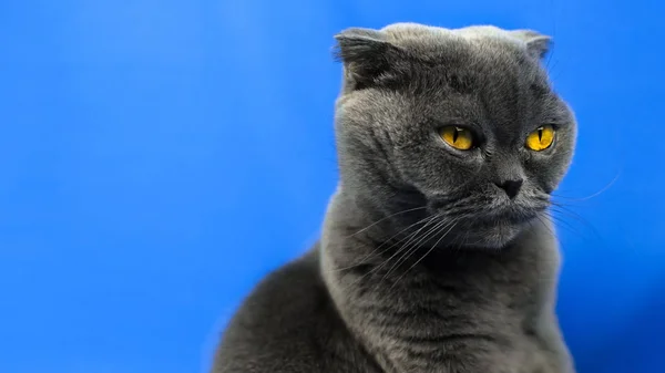 Grave gatto scozzese piega, sfondo di colore blu, ritratto e foto isolata con spazio copia — Foto Stock