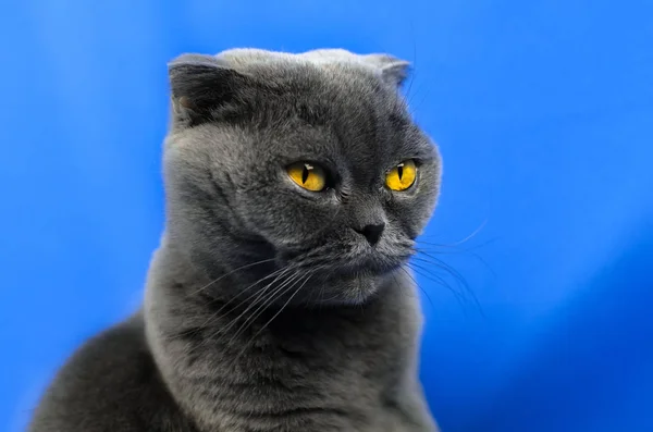 Серйозний шотландський складний кіт, синій кольоровий фон, портрет та ізольовані фотографії з простором для копіювання — стокове фото