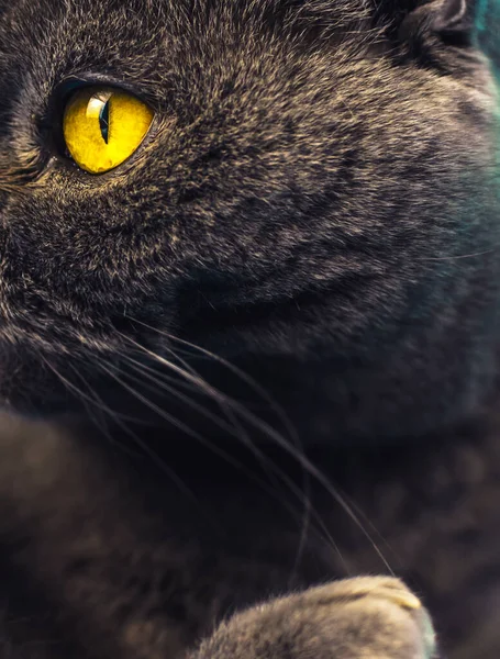 苏格兰风格的卷曲猫，带着脚背的色调 — 图库照片