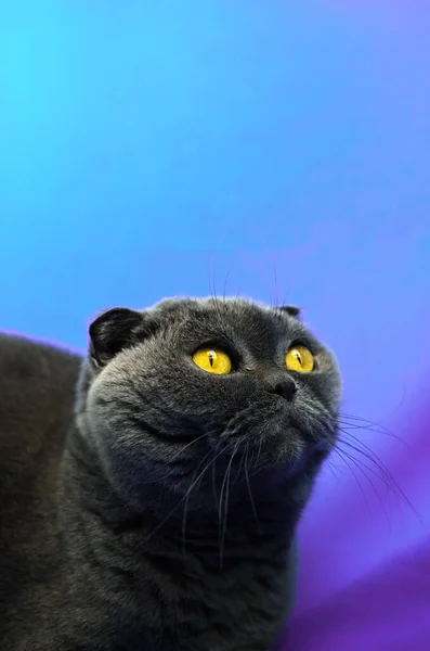 Яркий и удивленный шотландский складной кот, синий цвет фона, портрет — стоковое фото