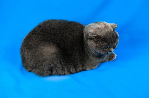 Scottish fold cat lies on the fabric, blue colored background, portrait and isolated photo with copy space — Stock Photo, Image