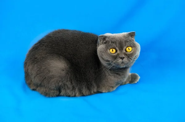 Skót fold macska fekszik a szövet, kék színű háttér, portré és elszigetelt fotó másolás tér — Stock Fotó