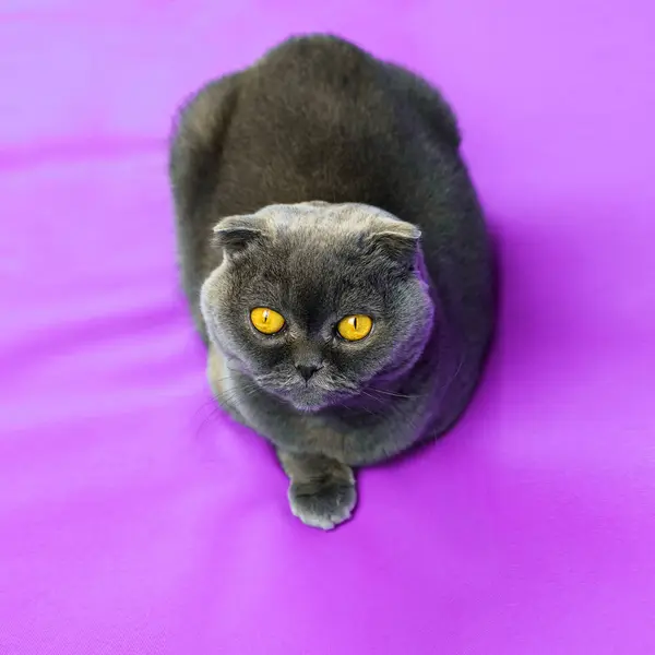 Scottish fold katt ligger på tyget, lila färgad bakgrund, porträtt och isolerad bild med kopia utrymme — Stockfoto