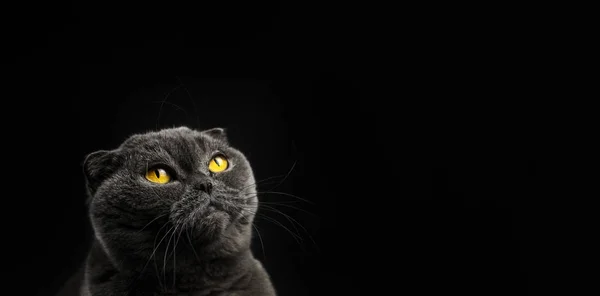Шотландська згорнута кішка дивиться вгору, силует, чорний фон, портрет і ізольоване фото з копіювальним простором, банер — стокове фото