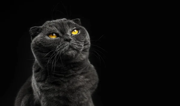 İskoç kedisi yukarı bakıyor, siluet, siyah arkaplan, portre ve fotokopi alanı ile izole fotoğraf — Stok fotoğraf