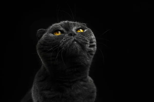Skotský skládací kočka vzhlíží, silueta, černé pozadí, portrét a izolované fotografie s kopírovacím prostorem — Stock fotografie