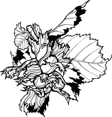 Fındık, filbert dalı ve vektör el çizimi.